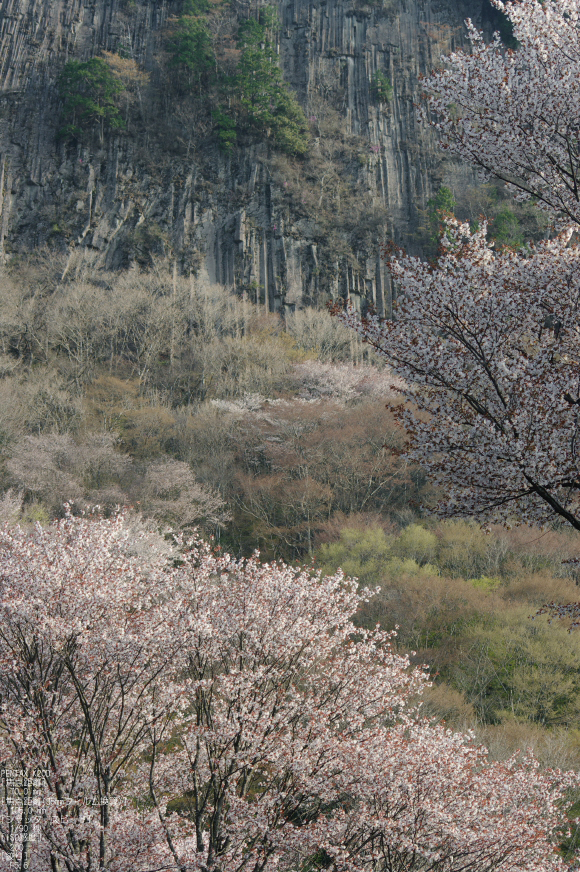 2011_4_屏風岩・桜_31.jpg