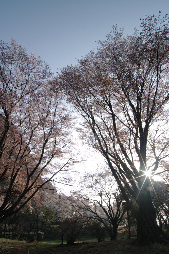 2011_4_屏風岩・桜_34.jpg