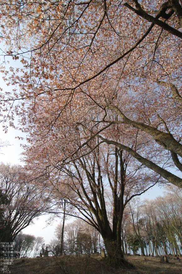 2011_4_屏風岩・桜_37.jpg