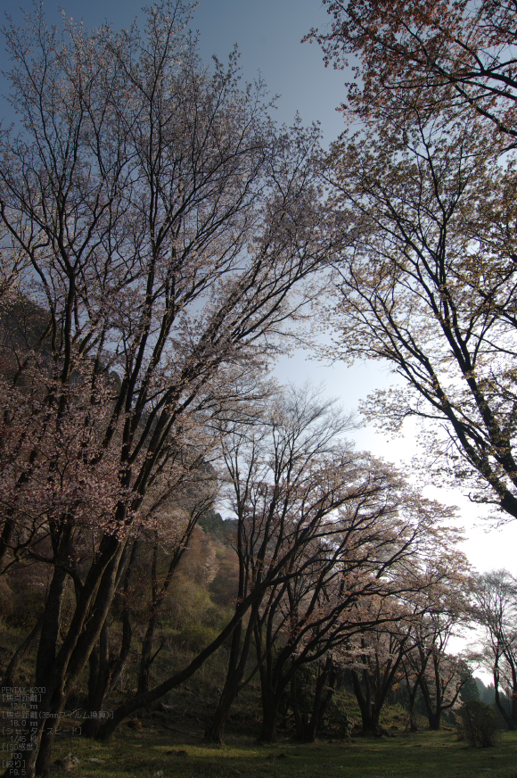 2011_4_屏風岩・桜_41.jpg