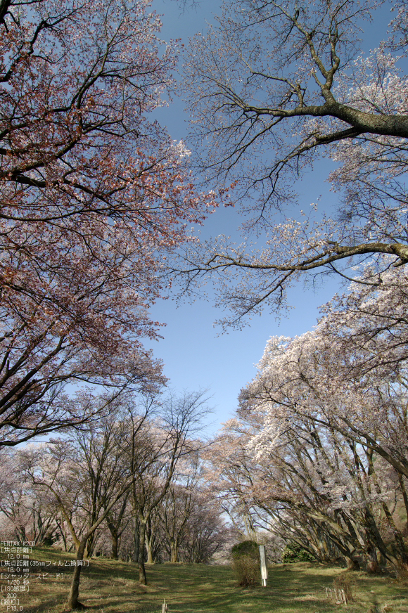 2011_4_屏風岩・桜_45.jpg