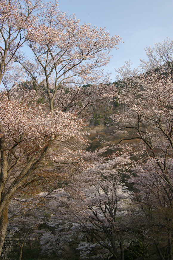 2011_4_屏風岩・桜_6.jpg