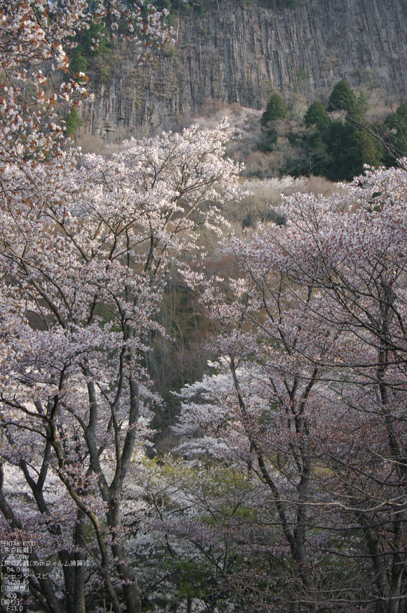 2011_4_屏風岩・桜_7.jpg