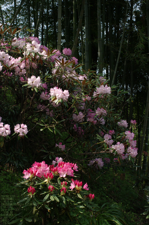 2011_4_岡寺・石楠花_16.jpg