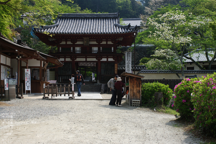 2011_4_岡寺・石楠花_17.jpg