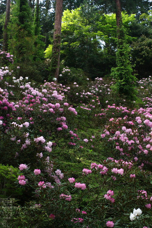 2011_4_岡寺・石楠花_8.jpg