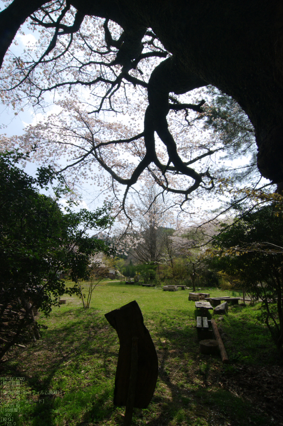 2011_4_月桜_10.jpg