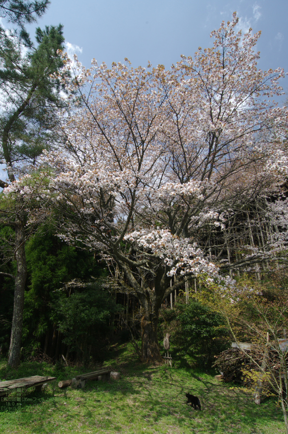 2011_4_月桜_9.jpg