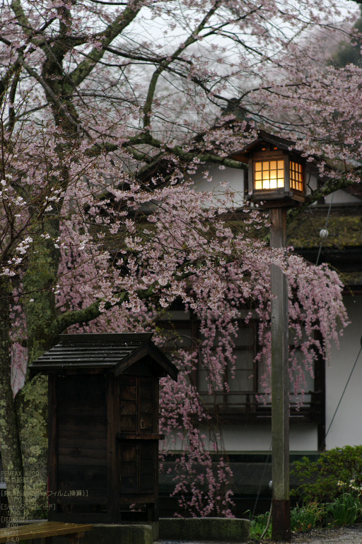 2011_4_東南院_34.jpg