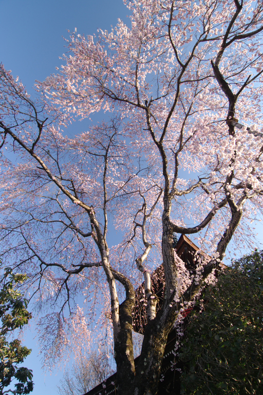 2011_4_東南院_4.jpg