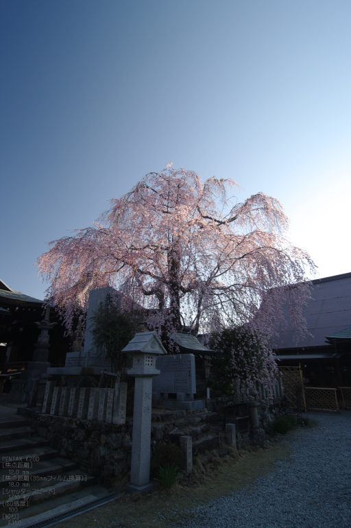 2011_4_桜本坊・桜_2.jpg