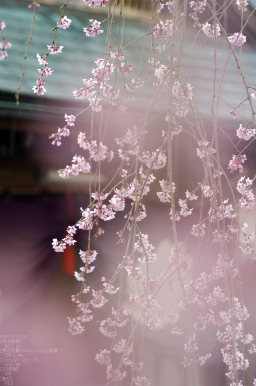 2011_4_桜本坊・桜_8.jpg