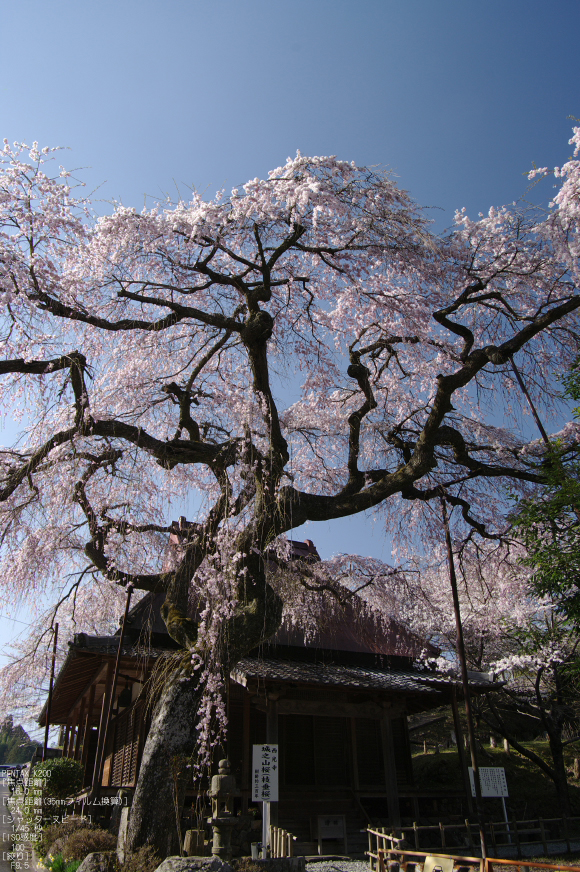 2011_4_西光寺・桜_4.jpg