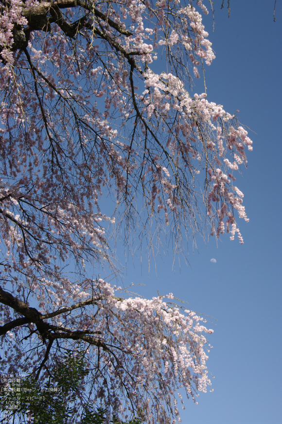 2011_4_西光寺・桜_6.jpg