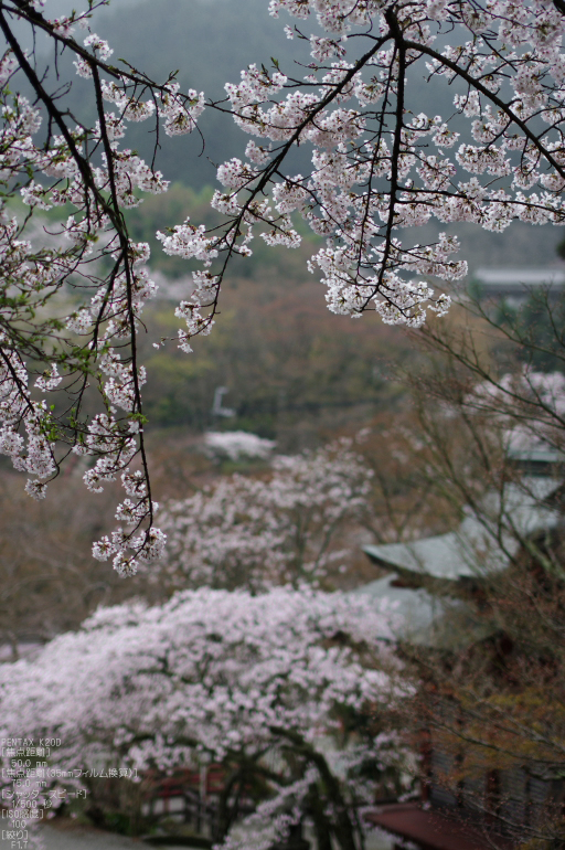 2011_4_談山神社・桜_10.jpg