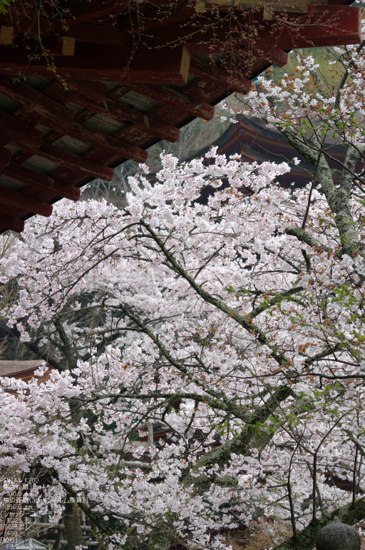 2011_4_談山神社・桜_14.jpg