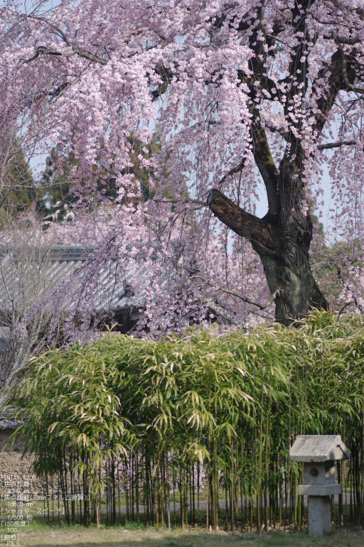 2011_4_醍醐寺・桜_11.jpg