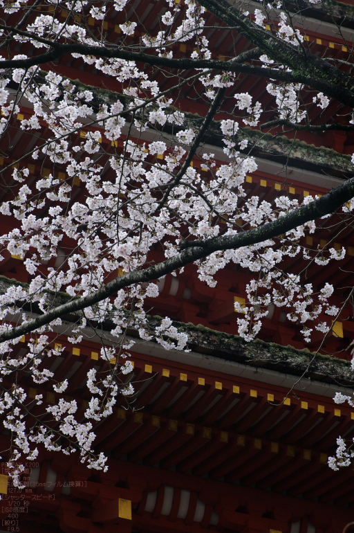 2011_4_長谷寺・桜_26.jpg