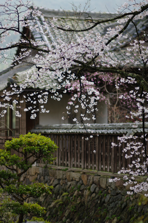 2011_4_長谷寺・桜_27.jpg