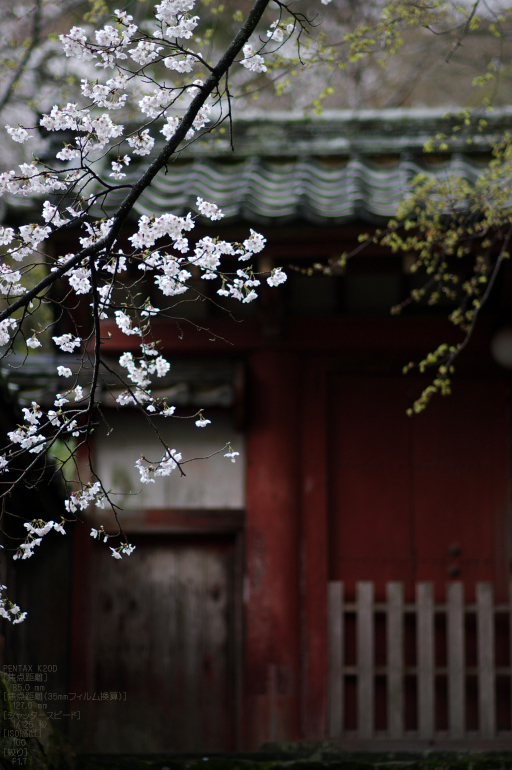 2011_4_長谷寺・桜_28.jpg