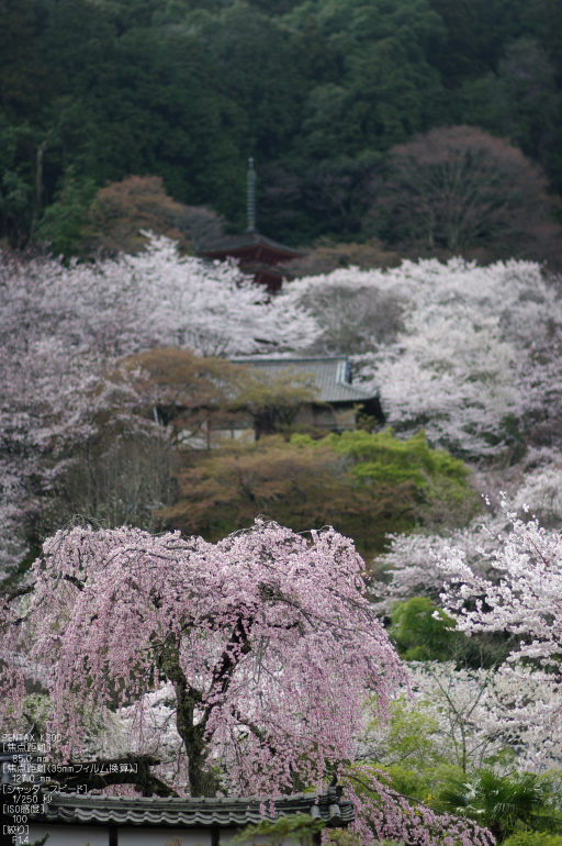 2011_4_長谷寺・桜_35.jpg