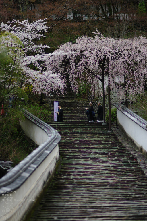 2011_4_長谷寺・桜_5.jpg