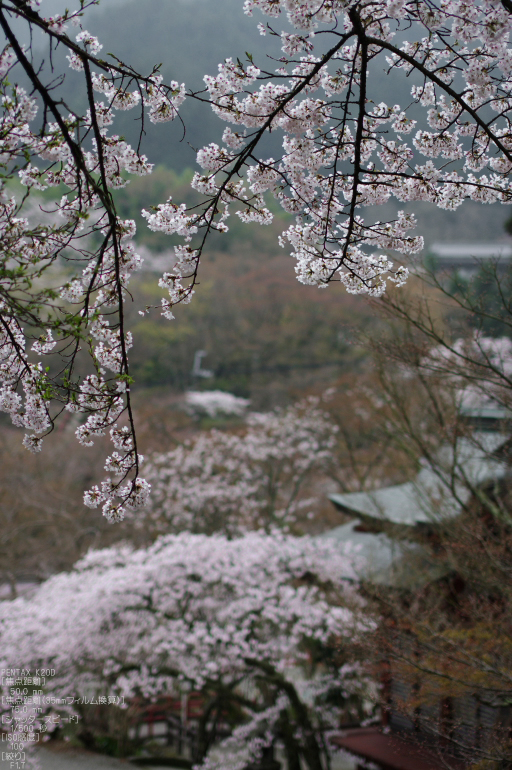 談山神社 桜 ／ DA 16-45mm F4 ED AL - お写ん歩