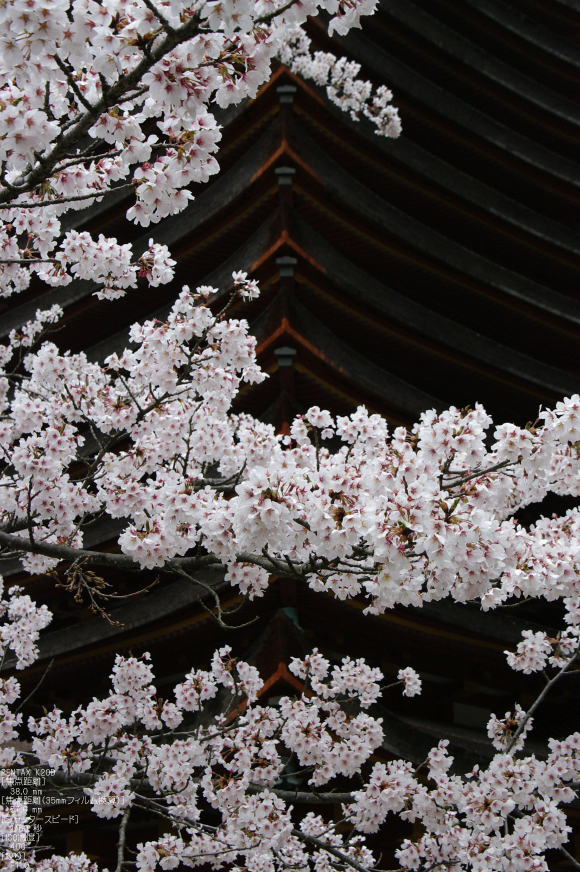 談山神社 桜 ／ DA 16-45mm F4 ED AL - お写ん歩