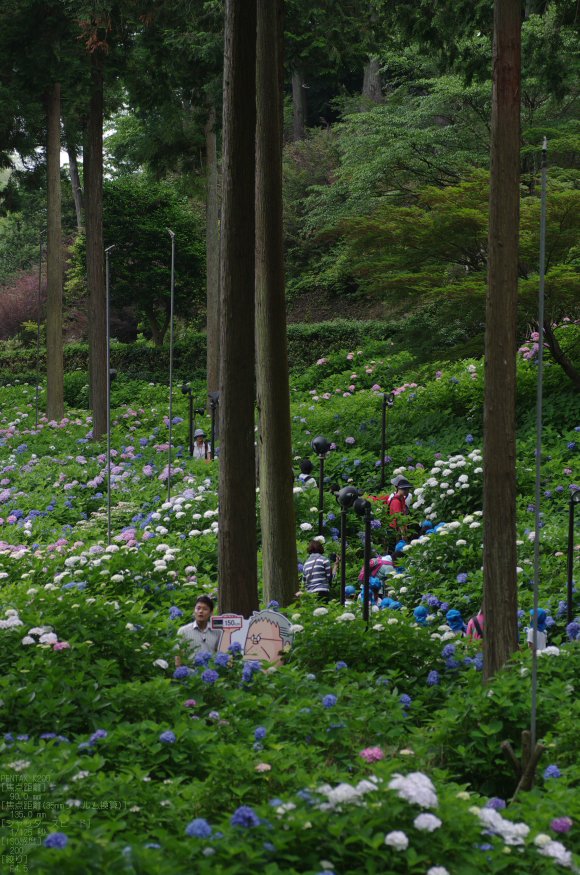 2011_6_三室戸寺・紫陽花_10.jpg