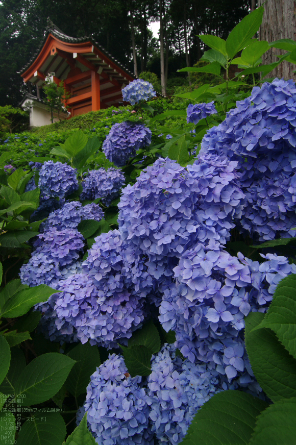 2011_6_三室戸寺・紫陽花_13.jpg