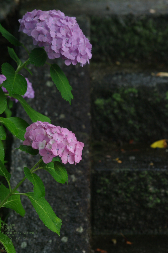 2011_6_久米寺・紫陽花_10.jpg