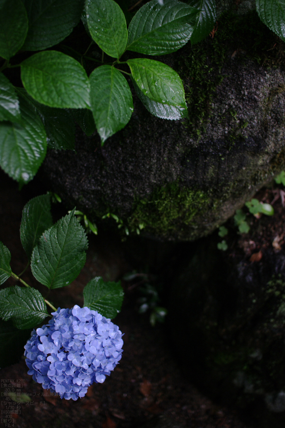 2011_6_久米寺・紫陽花_5.jpg