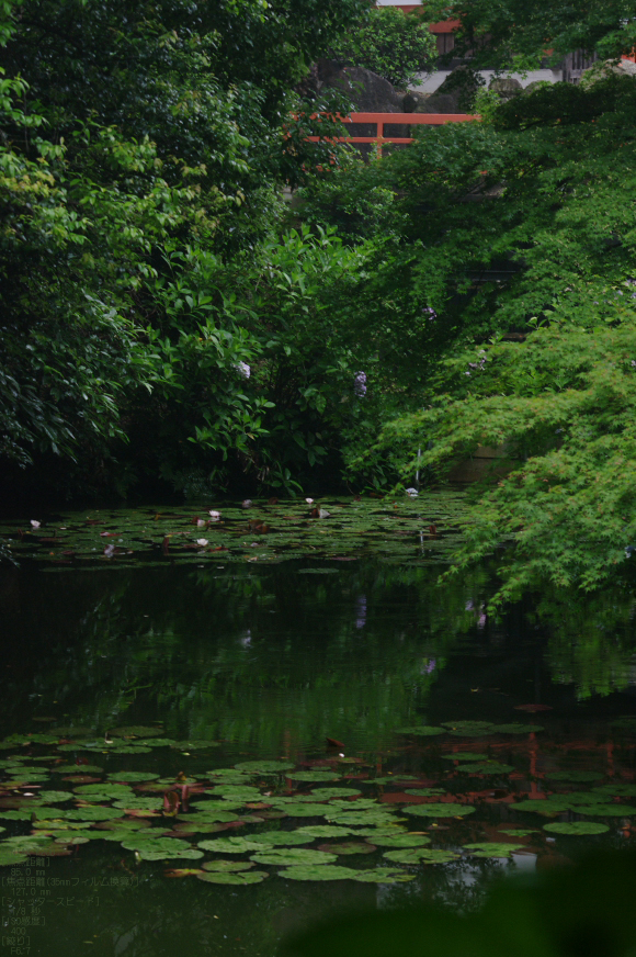 2011_6_久米寺・紫陽花_6.jpg