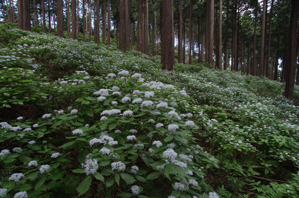 http://www.yaotomi.co.jp/blog/walk/2011_6_%E6%9D%B1%E5%90%89%E9%87%8E%E3%83%BB%E5%B0%8F%E7%B4%AB%E9%99%BD%E8%8A%B1_22.jpg