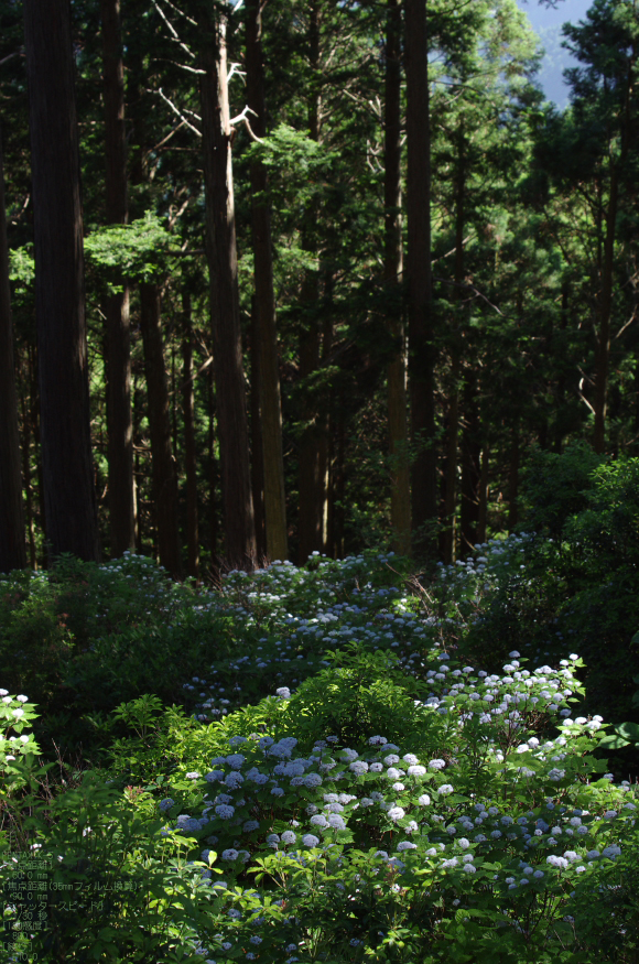 2011_6_東吉野・小紫陽花_8.jpg