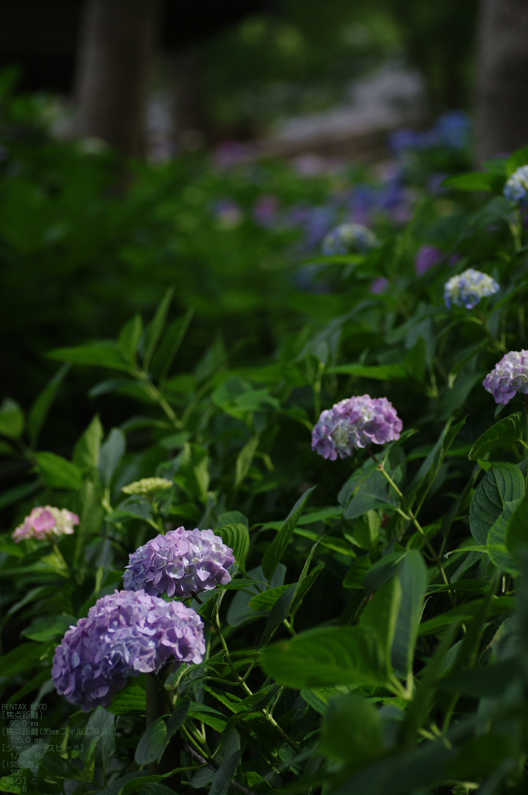 2011_6_藤森神社・紫陽花_20.jpg