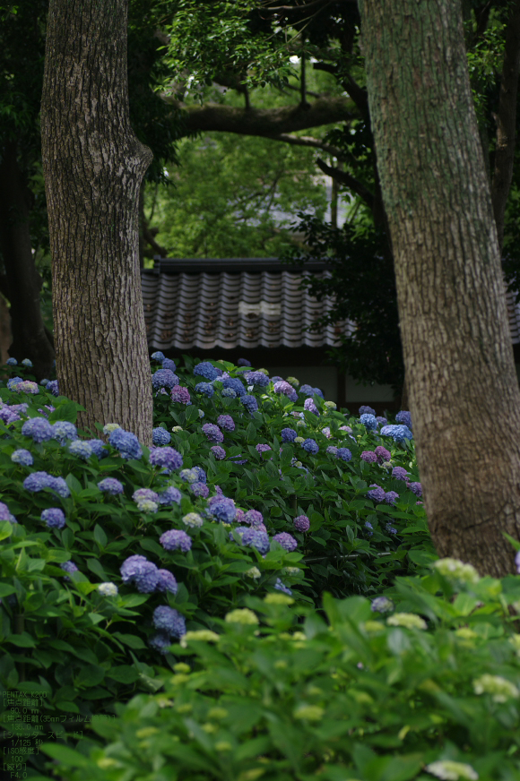 2011_6_藤森神社・紫陽花_22.jpg