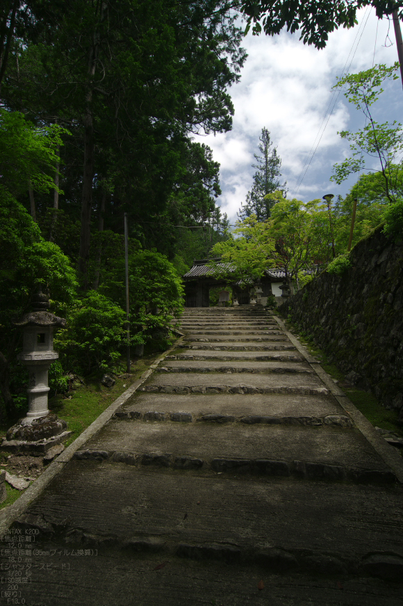 2011_6_西明寺・青椛_5.jpg