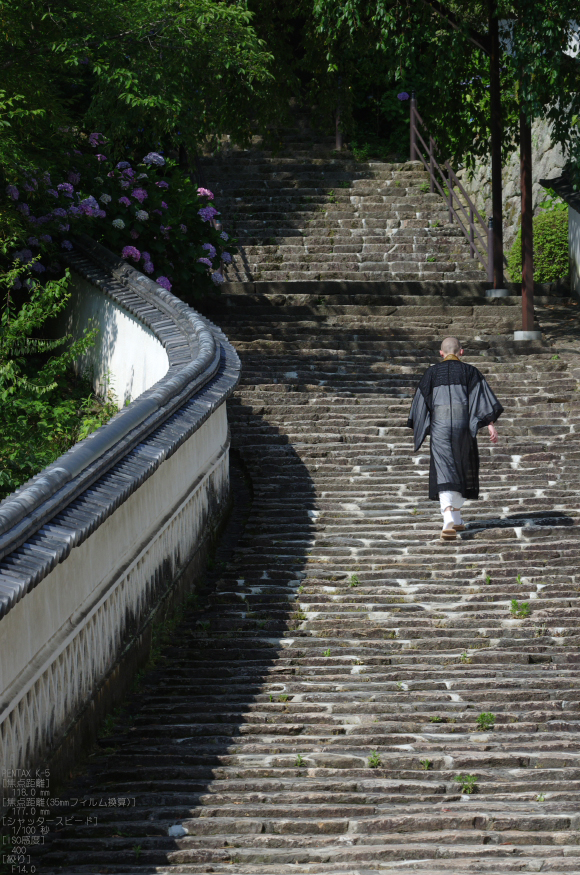 2011_6_長谷寺・紫陽花_6.jpg