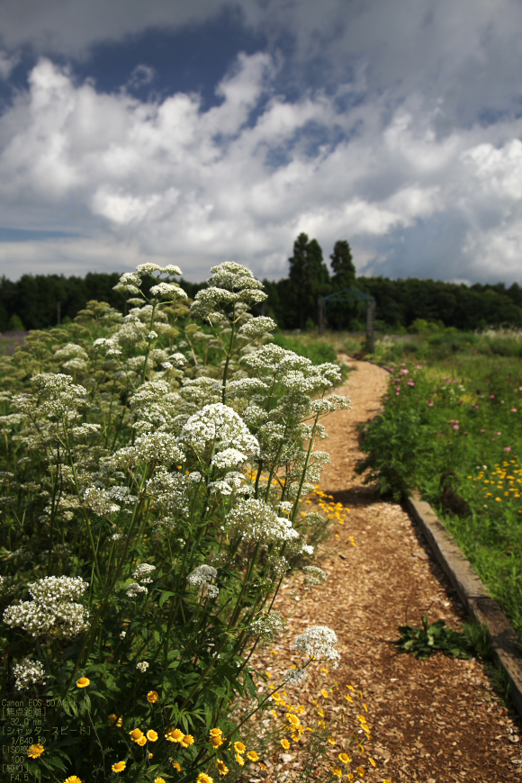 2011_7_青山高原_4.jpg