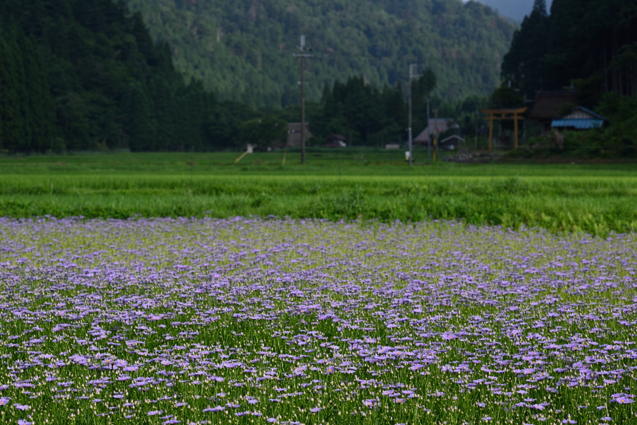 http://www.yaotomi.co.jp/blog/walk/DSC_1042.jpg