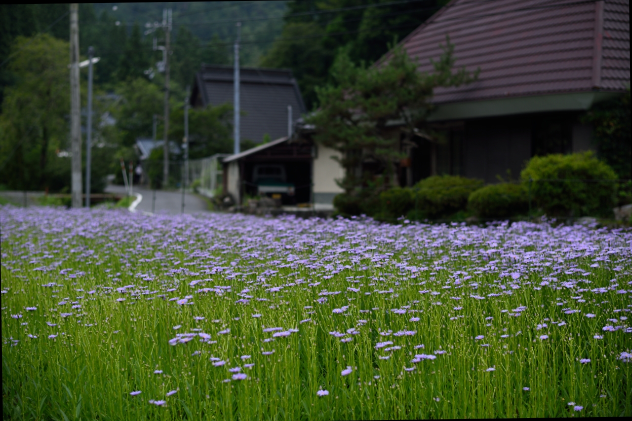 http://www.yaotomi.co.jp/blog/walk/DSC_1225.jpg