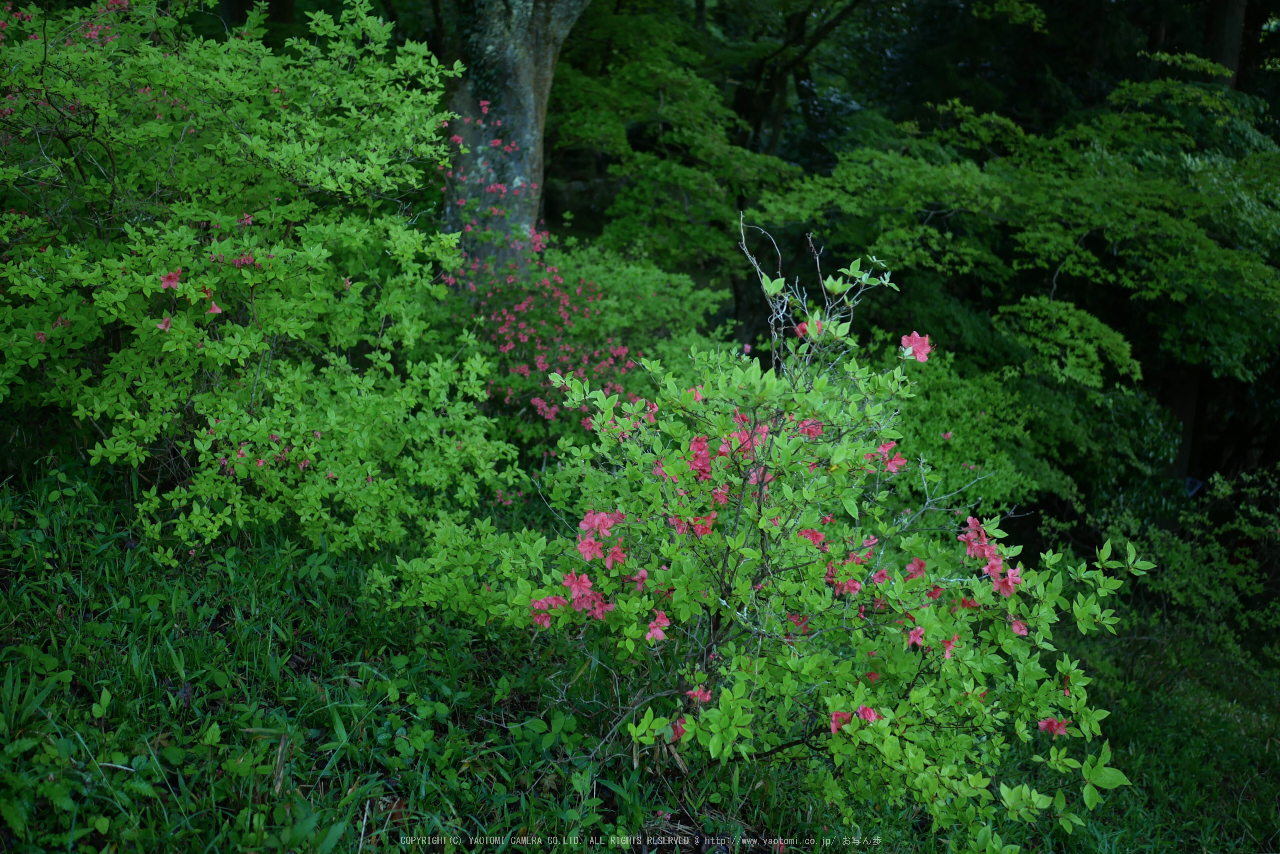 http://www.yaotomi.co.jp/blog/walk/GX7MarkII%2C%E9%B3%A5%E8%A6%8B%E5%B1%B1%28P1000165%2C15%20mm%2CF1.7%292016yaotomi.jpg