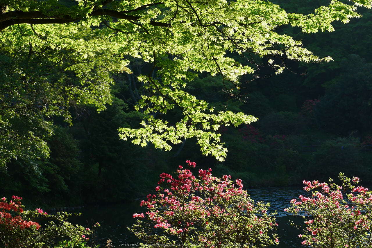 http://www.yaotomi.co.jp/blog/walk/GX7MarkII%2C%E9%B3%A5%E8%A6%8B%E5%B1%B1%28P1000287_2%2C43%20mm%2CF5.6%292016yaotomi.jpg