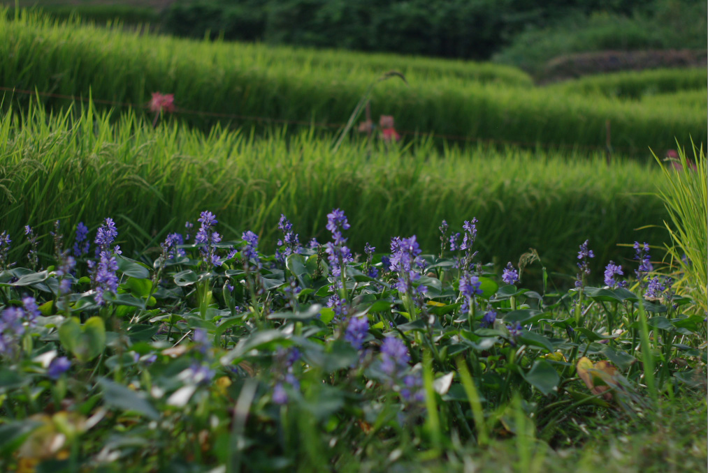 http://www.yaotomi.co.jp/blog/walk/IMGP0042sds3-.jpg