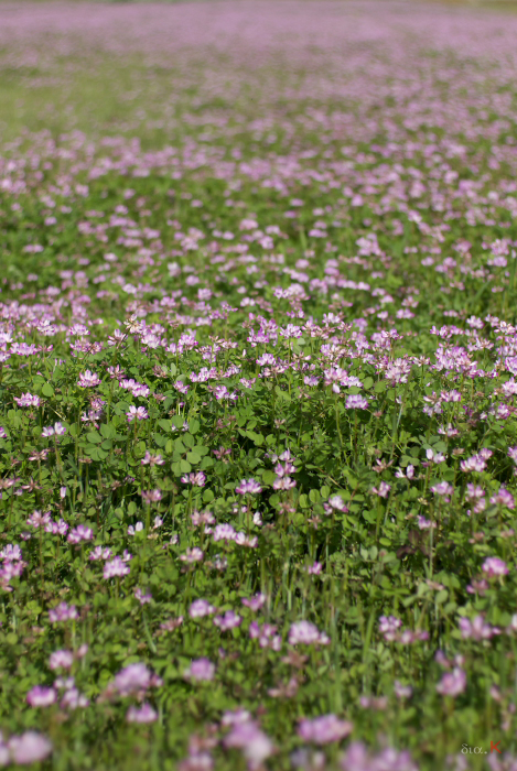 IMGP4518sds3-.jpg