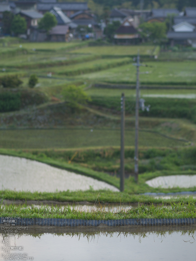 M.ZUIKO_DIGITAL_ED_75mm_F1.8_栗原・棚田_yaotomi_12.jpg