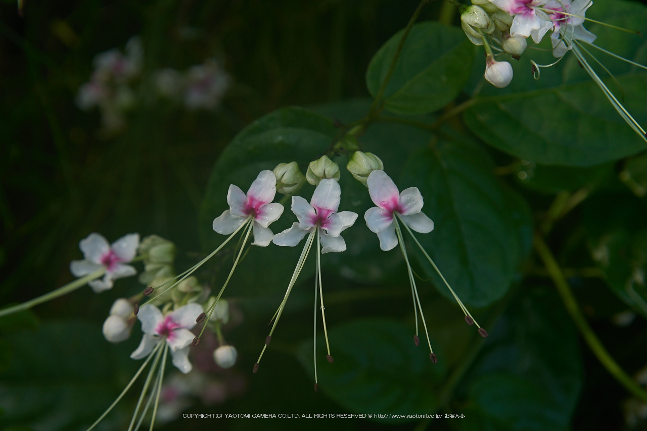 http://www.yaotomi.co.jp/blog/walk/NOCTICRON%28F4.5%29_10-15-05_Cap2014yaotomi_.jpg