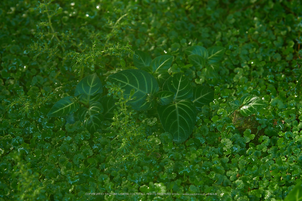 http://www.yaotomi.co.jp/blog/walk/NOCTICRON%28F4.5%29_10-18-13_Cap2014yaotomi_.jpg