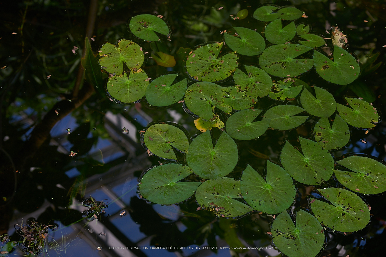 http://www.yaotomi.co.jp/blog/walk/NOCTICRON%28F4.5%29_10-20-59_Cap2014yaotomi_.jpg